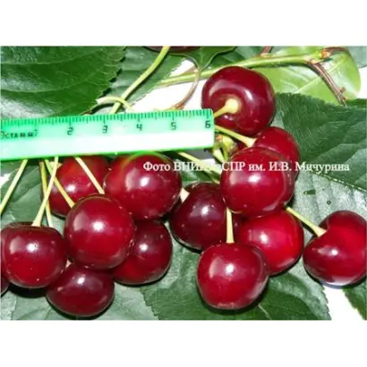 ВЕЧЕРНЯЯ ЗАРЯ