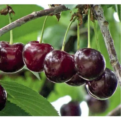 МОРЕЛЬ БРЯНСКАЯ