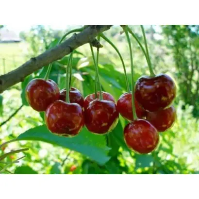 ШПАНКА БРЯНСКАЯ