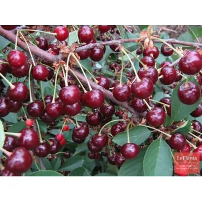 ТРОФИМОВСКАЯ