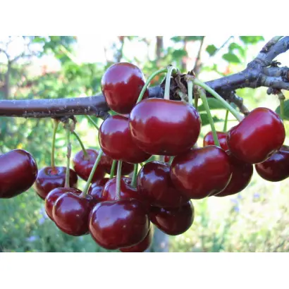 ЧЕРЕШНЕВАЯ