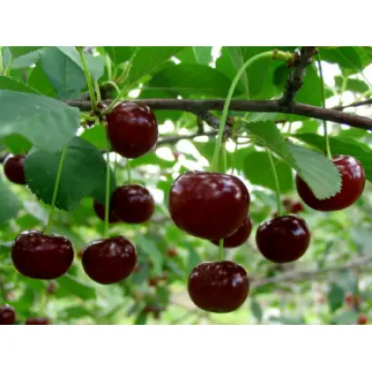 ДОЛГОЖДАННАЯ