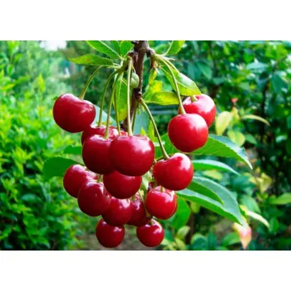 ВЕСНЯНЫ НАСПИВЫ