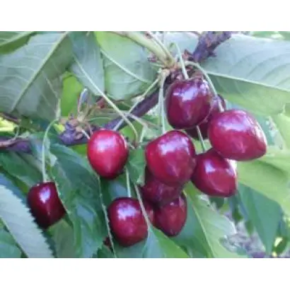 ПИКОВАЯ ДАМА