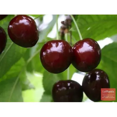 ЧЕРНОКРЫМКА