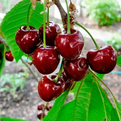 ПОДАРОК СТЕПАНОВУ