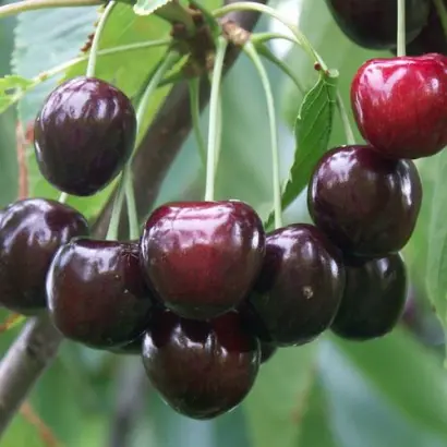 ЛЮБИМИЦА АСТАХОВА