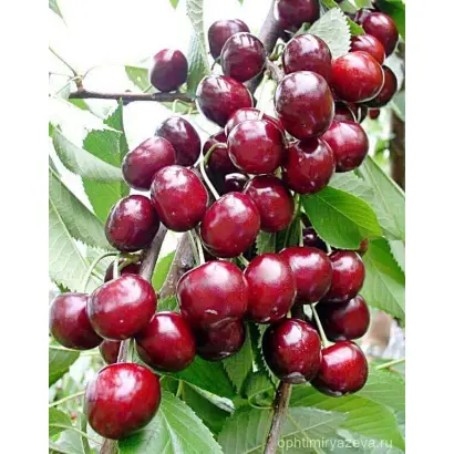 КОНТРАСТНАЯ