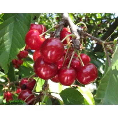 АЛЕКСАНДРИЯ