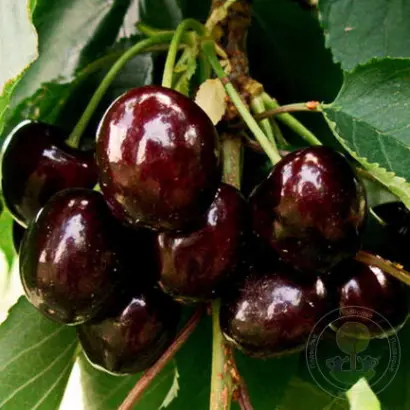 ОРЛОВСКАЯ ФЕЯ