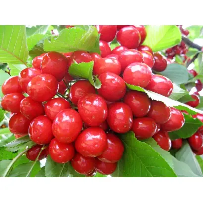 УТРЕННЯЯ ЗВЕЗДА