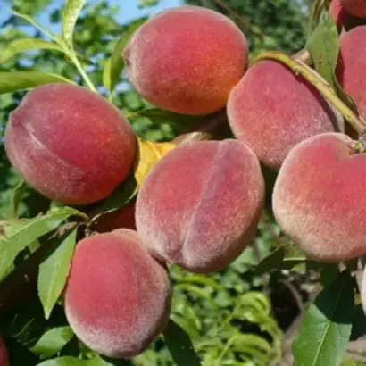 ФАВОРИТА МОРЕТТИНИ