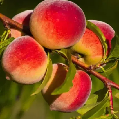 ЗОЛОТАЯ МОСКВА