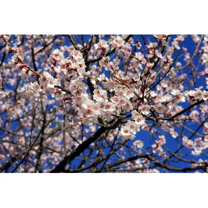 ФЕСТИВАЛЬНЫЙ