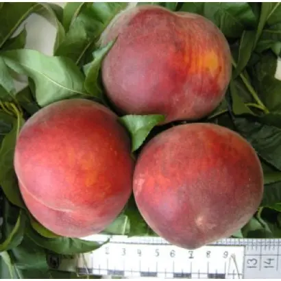 ДЕМЕРДЖИНСКИЙ