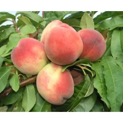 КРЫМСКИЙ ДИАМАНТ