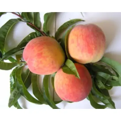 КРЫМСКИЙ ШЕДЕВР