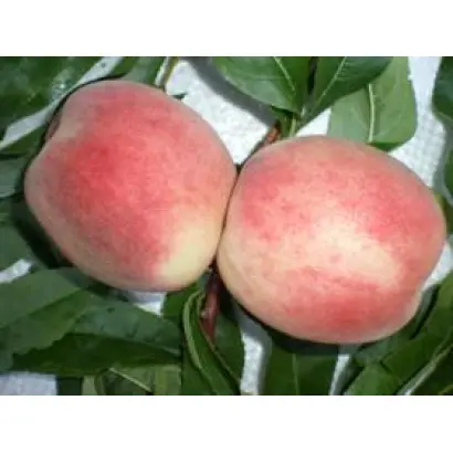 КРЫМСКИЙ СОНЕТ