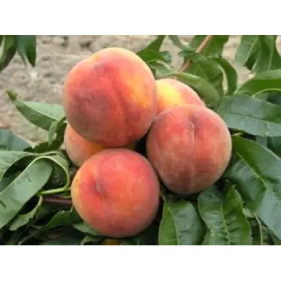 КАРНАВАЛЬНЫЙ