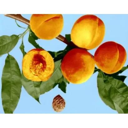 КАНДИДАТСКИЙ