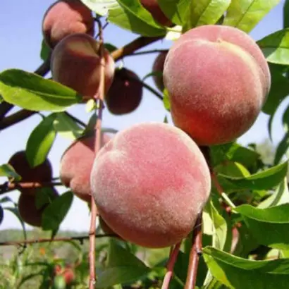 КРЫМСКАЯ ОСЕНЬ