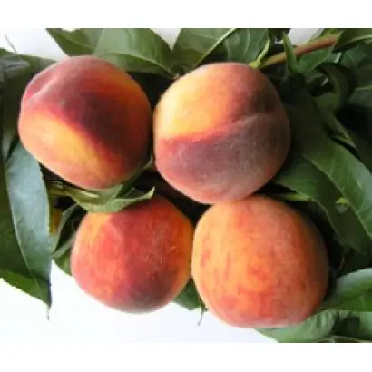 КРЫМСКИЙ ФЕЙЕРВЕРК