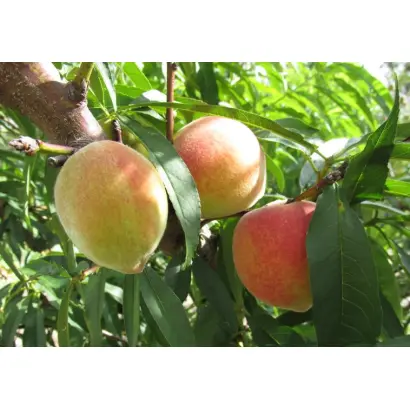 НАРЯДНЫЙ НИКИТСКИЙ