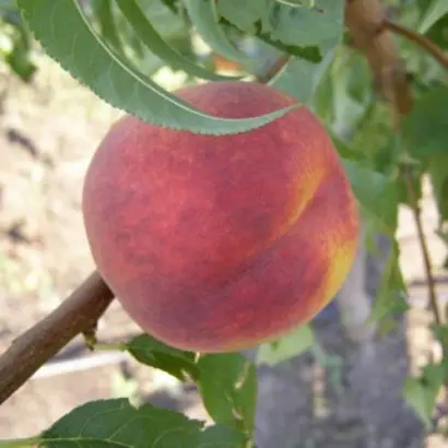 ОСВЕЖАЮЩИЙ