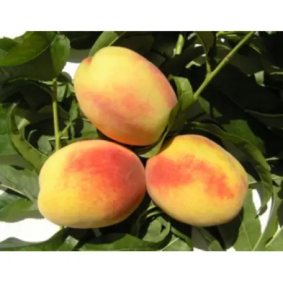 ПИВДЕННА ФАНТАЗИЯ