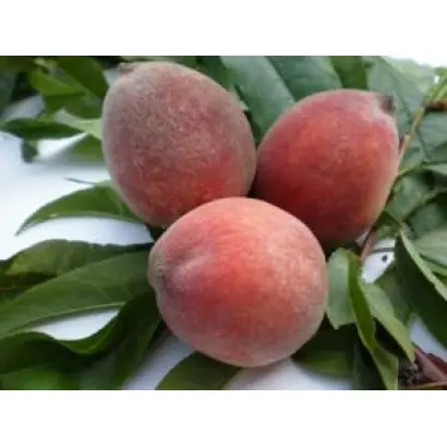 ПОНТИЙСКИЙ