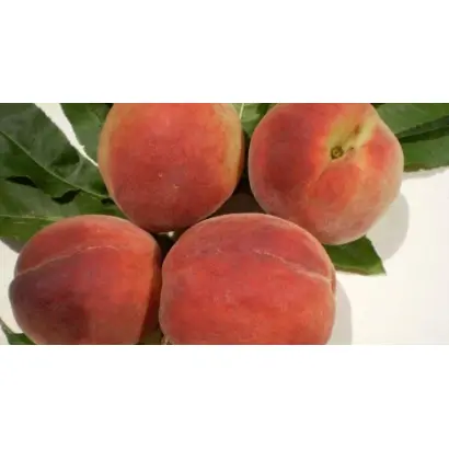 ПАМЯТНЫЙ НИКИТСКИЙ