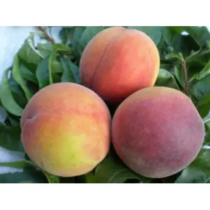 РУМЯНЫЙ НИКИТСКИЙ