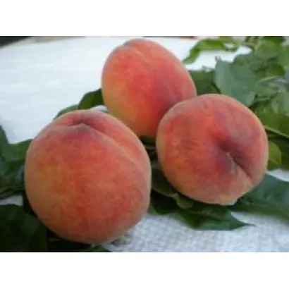 ТЕМИСОВСКИЙ