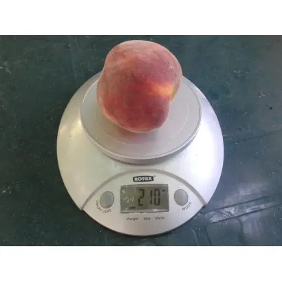 ЮЖНАЯ ГАРМОНИЯ