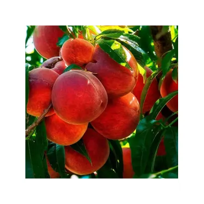 ГРАНАТОВЫЙ