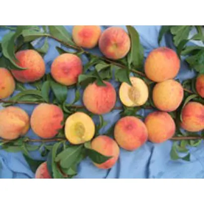 ЮБИЛЕЙНЫЙ РАННИЙ