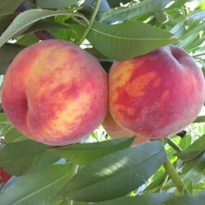 ВАВИЛОВСКИЙ