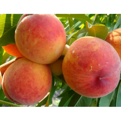 ОСЕННИЙ РУМЯНЕЦ