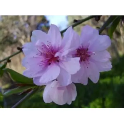 МАЛЕНЬКИЙ ПРИНЦ