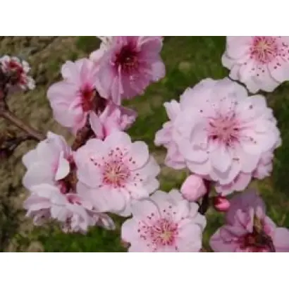 ФРЕЗИ ГРАНТ