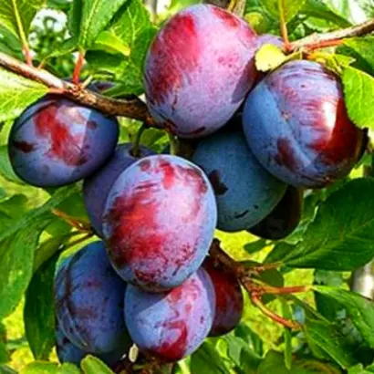 КАБАРДИНСКАЯ РАННЯЯ