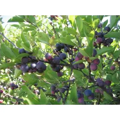 ПРИБРЕЖНАЯ