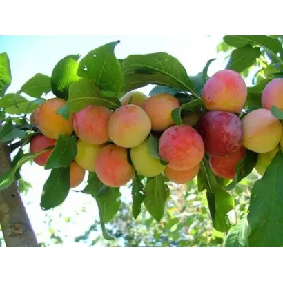 ЖЕМЧУЖИНА ЮГА