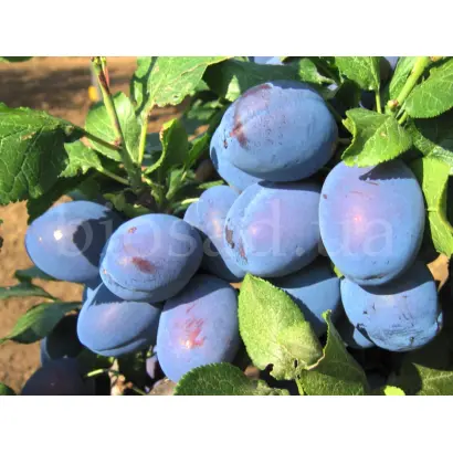 ЧАЧАКСКАЯ НАЙКРАЩА