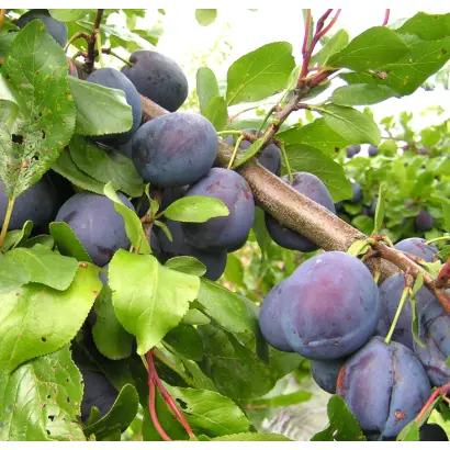 ВЕНГЕРКА НОВАЯ