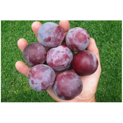 БОЛЬШОЙ ПРИЗ