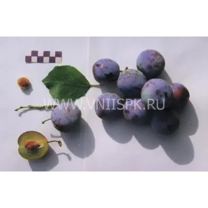 ГОЛУБАЯ МЕЧТА