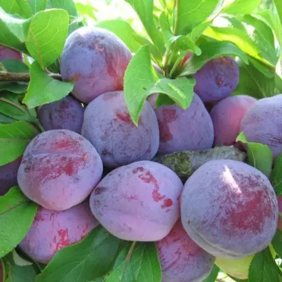 ОСЕННИЙ СУВЕНИР