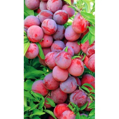 УРАЛЬСКИЕ ЗОРИ