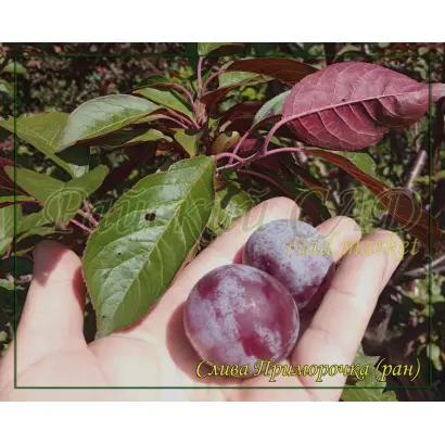 ПРИМОРОЧКА